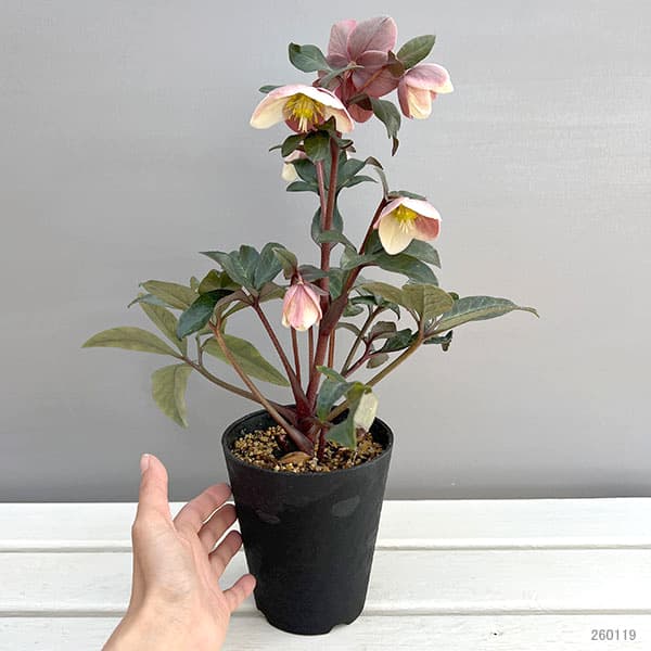 園芸ネット本店｜クリスマスローズ（原種交配）：*HGCモンテクリスト