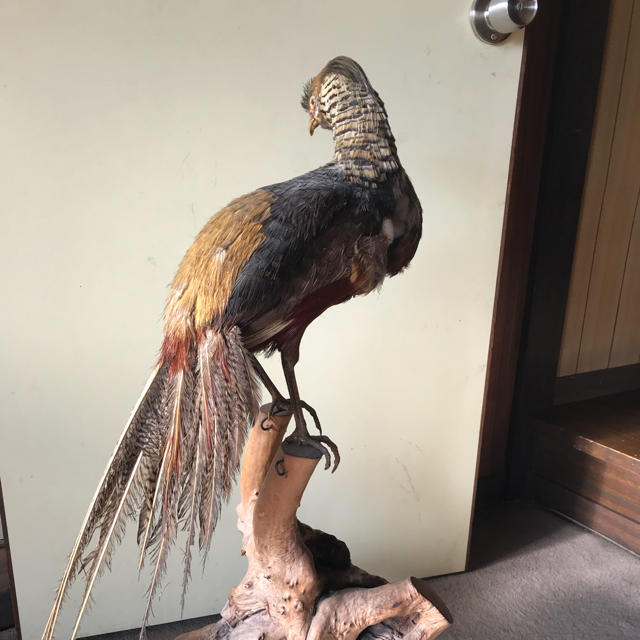 キジ 剥製 置物 雉 レア 骨董 の通販 by LooselyGo's shop｜ラクマ
