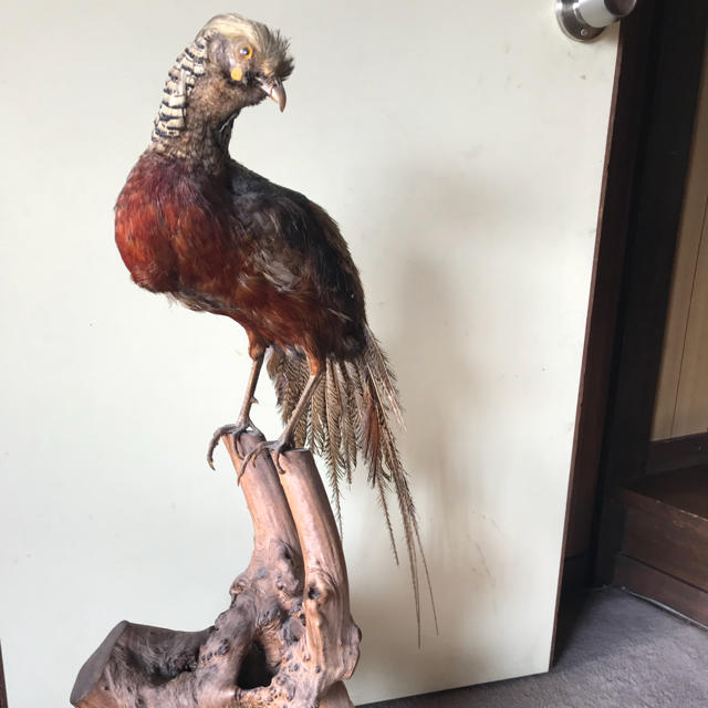 キジ 剥製 置物 雉 レア 骨董 の通販 by LooselyGo's shop｜ラクマ