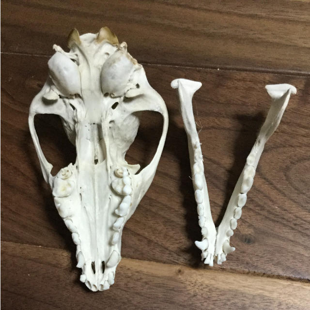 穴熊 頭蓋骨の通販 by けい's shop｜ラクマ