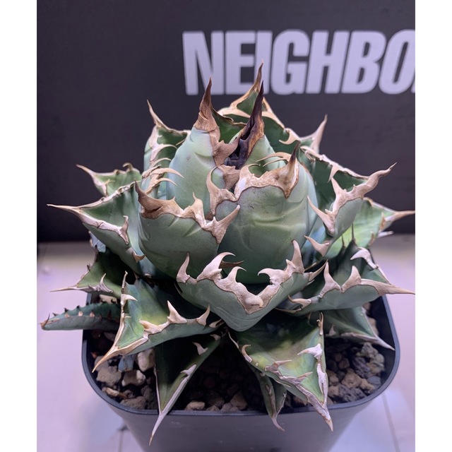 極上】激締まり 子株付き アガベ チタノタ 姫厳竜 姫厳龍 ボールタイプ