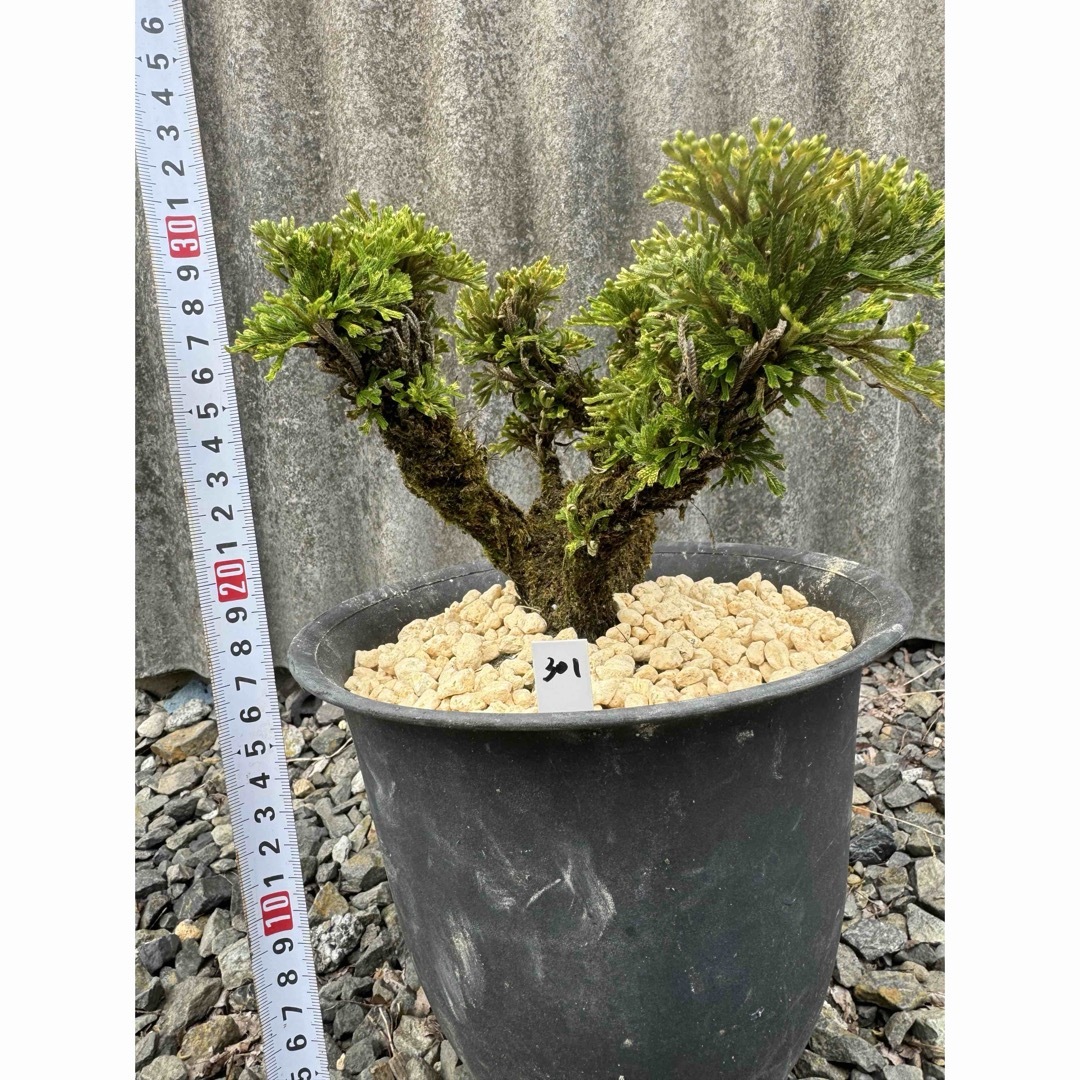 送料無料】岩松 イワヒバ 岩ヒバ 盆栽 山野草 高山植物 301の通販 by