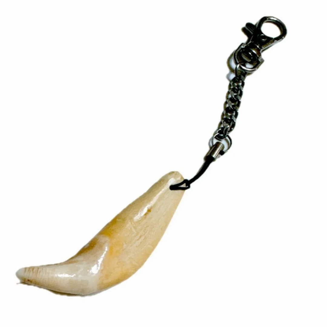 謹製 ツキノワグマ牙 ストラップ 希少 魔除け 熊牙 月の輪熊 牙 1点物