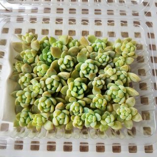 多肉植物 ピーチプリデの通販 by しずくのお店｜ラクマ