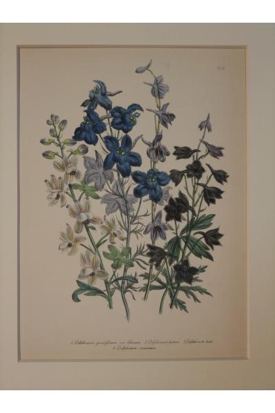 デルフィニウム,ボタニカルアート,ボタニカル