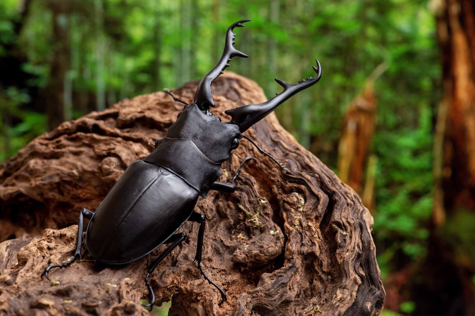 ギラファノコギリクワガタ | 虫の写真と生態なら昆虫写真図鑑「ムシミル」