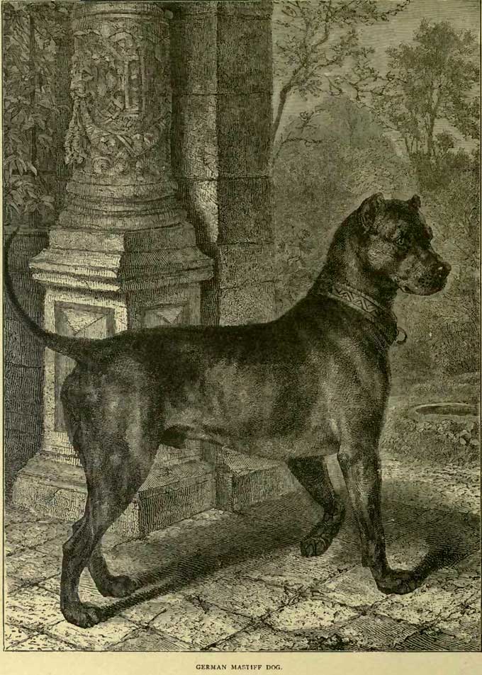 グレート・デーン、 世界で一番大きい犬、そして世界で一番の名前持ち