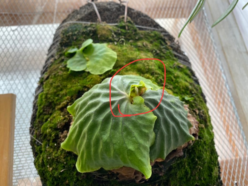 マダガスカリエンセから胞子葉が出てきたぞ！！