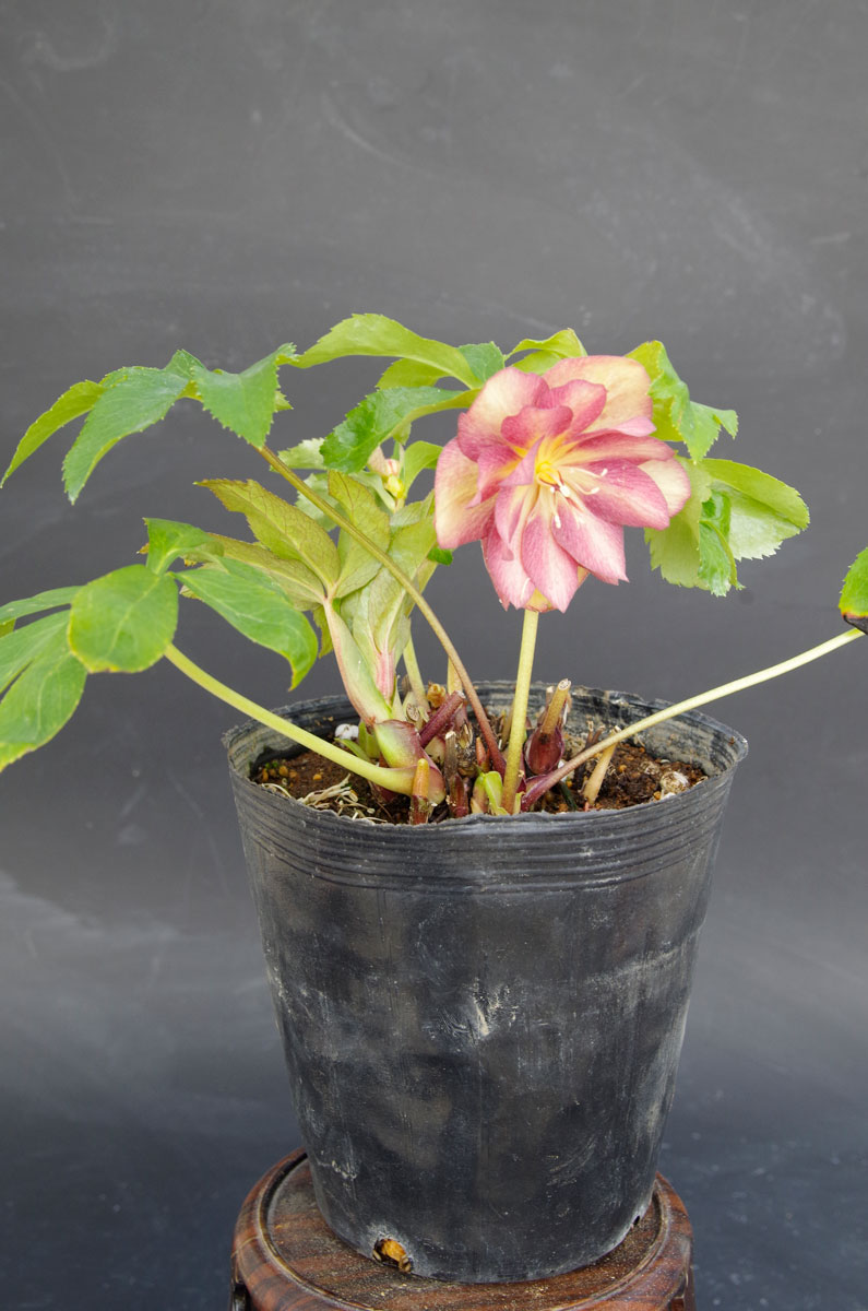 2019年2月1日 クリスマスローズ販売ゴールド系交配入荷。その2。 野田