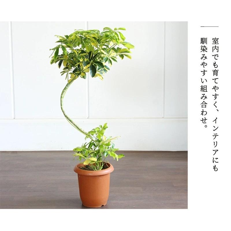 シェフレラ 'ハッピーイエロー' 曲がり7号【黄斑入り】【ホンコン