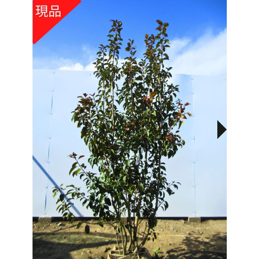 現品発送 ソヨゴ メス 株立ち 樹高1.7-1.8m(根鉢含まず） 苗木 苗