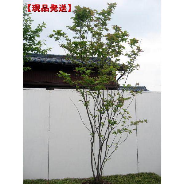 現品発送 ナツハゼ 株立 樹高1.4-1.6m(根鉢含まず)シンボルツリー 庭木