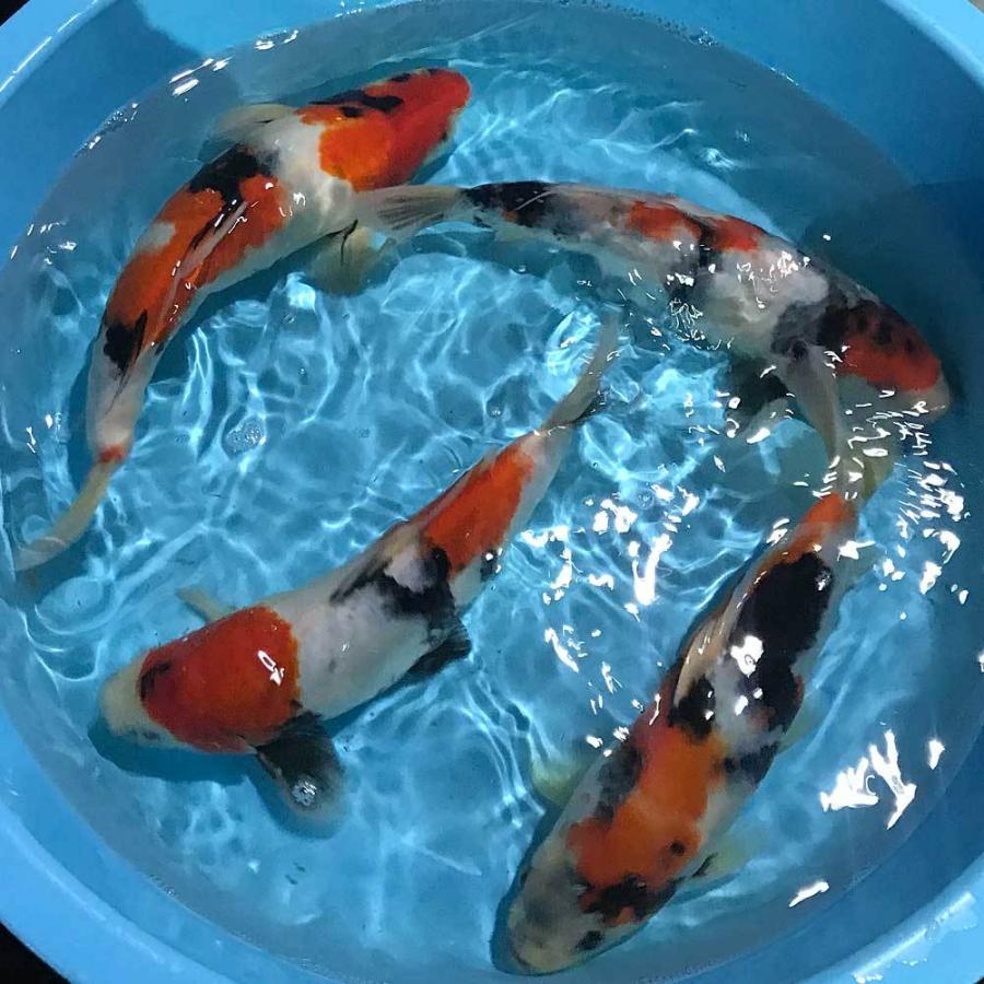 錦鯉 昭和三色 1匹 約26cm〜33cm前後 色鯉 鯉 ニシキゴイ : エムワイ