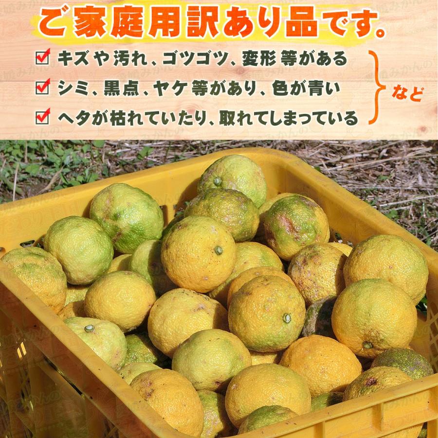 愛媛県産 柚子 10kg 家庭用 訳あり サイズ おまかせ 混合 送料無料 箱