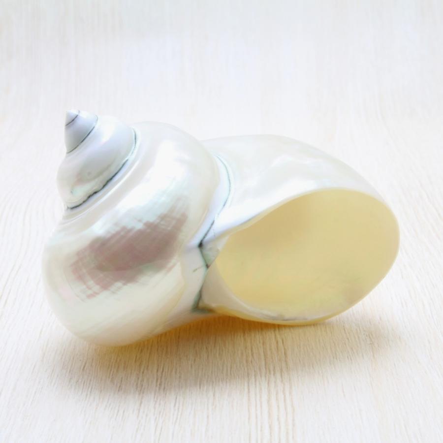 アフリカヤコウガイ（磨）夜光貝 貝殻 約8.0〜10cm コレクション