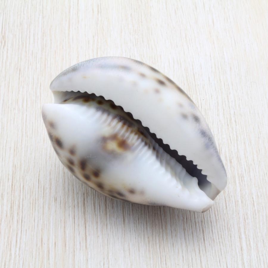 ホシダカラガイ 貝殻 約6〜9cm コレクション 標本 インテリア 天然