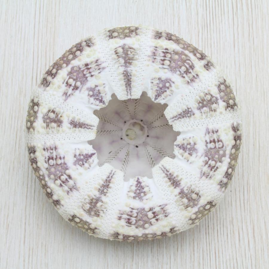 ウニ殻（茶・緑系） 貝殻 約7〜8cm 標本 インテリア 天然