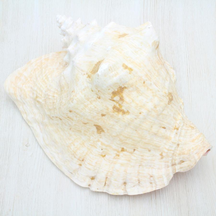 ピンクガイ（コンク貝） Mサイズ 貝殻 約21〜25cm インテリア 標本