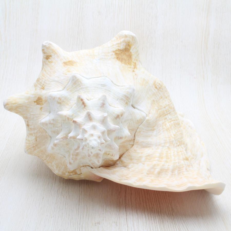 ピンクガイ（コンク貝） Mサイズ 貝殻 約21〜25cm インテリア 標本