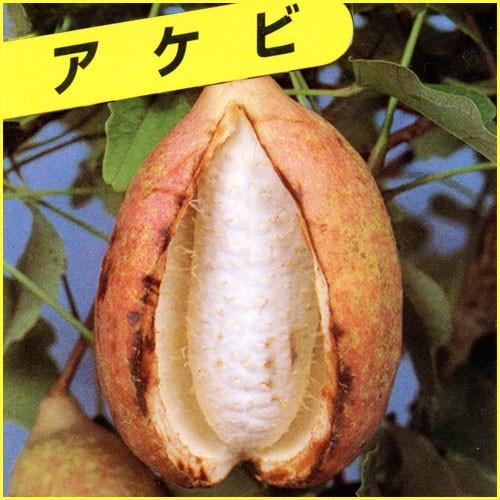 あけび苗木 五つ葉アケビ : 植物・園芸専門店 花育通販Yahoo!店 - 通販