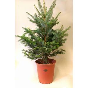 モミの木高さ120cm 群馬県産高品質もみの木本物のクリスマスツリーや