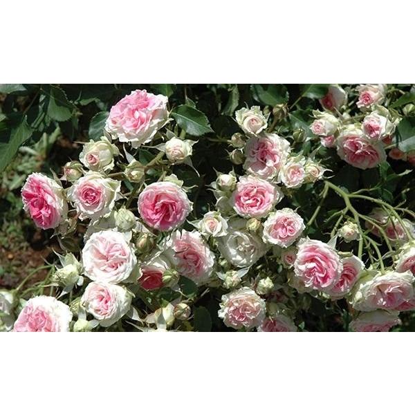 ミミエデン（バラ苗：四季咲き中輪房咲き系） 大苗 《農林水産省 登録