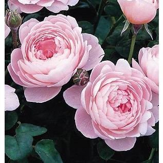 クイーン・オブ・スウェーデン（バラ苗：イングリッシュローズ） 大苗