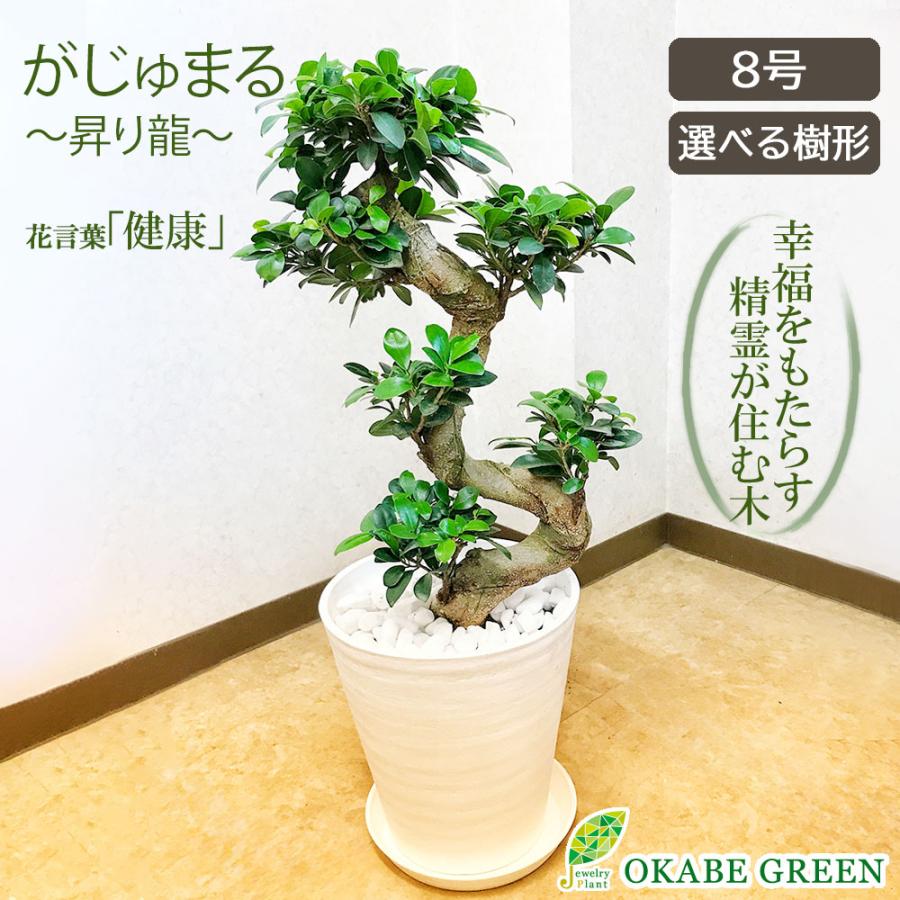 観葉植物 おしゃれ 大型 本物 ガジュマル フィカス 昇り竜 8号 白