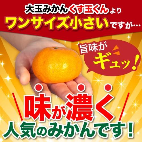 完熟みかん くす玉くんジュニア 2L以下 産地直送 訳あり 箱買い 和歌山