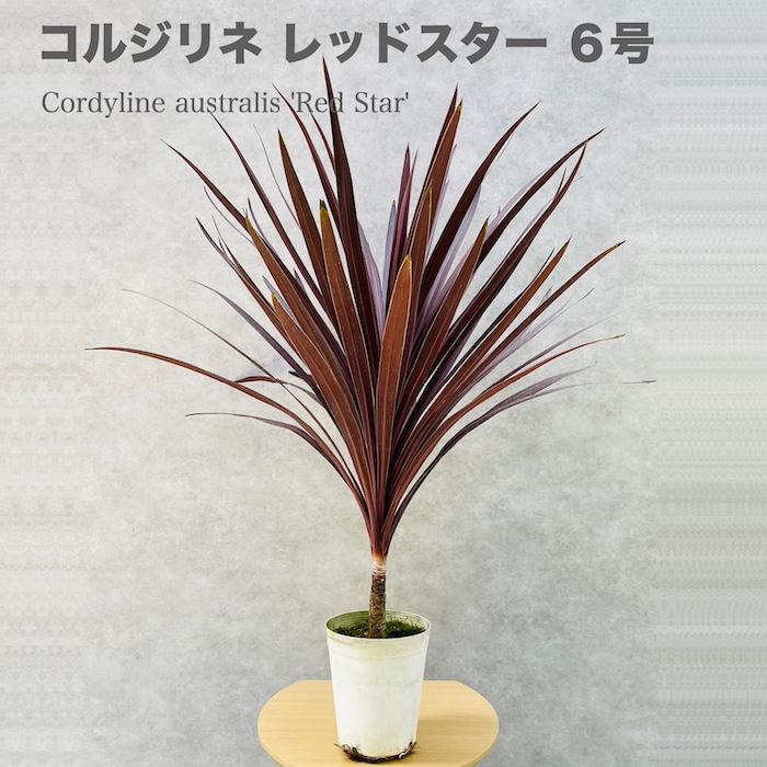 観葉植物 コルジリネ レッドスター 6号鉢 赤ドラセナ シンボルツリー