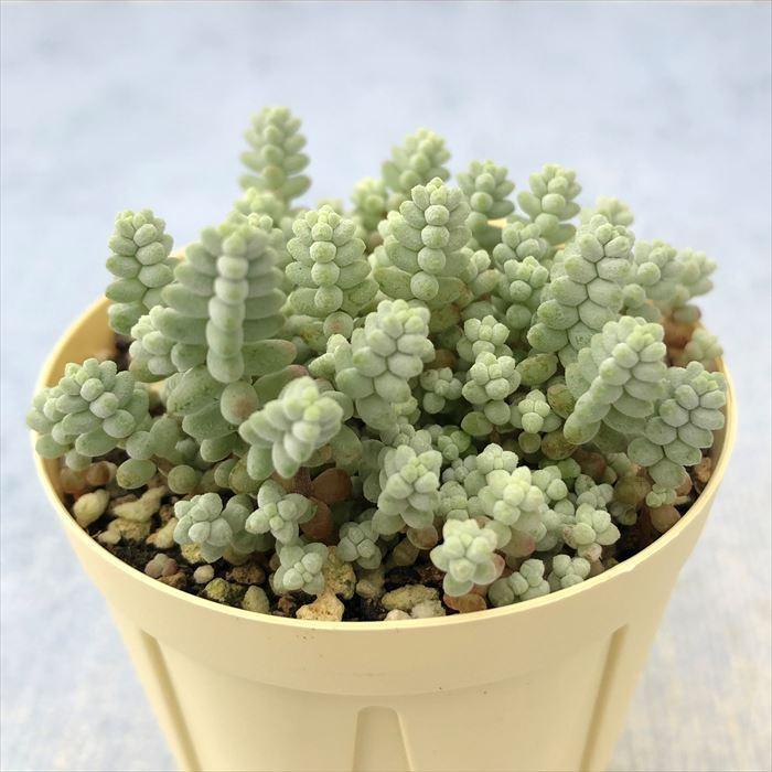 多肉植物 セダム そよ風の天使 6cmポット 観葉植物 インテリア ejr