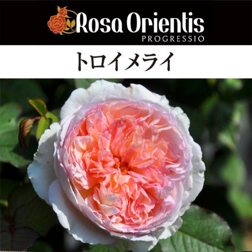 送料無料 トロイメライ 6号鉢 秋開花株 鉢植え バラ 薔薇 ロサ