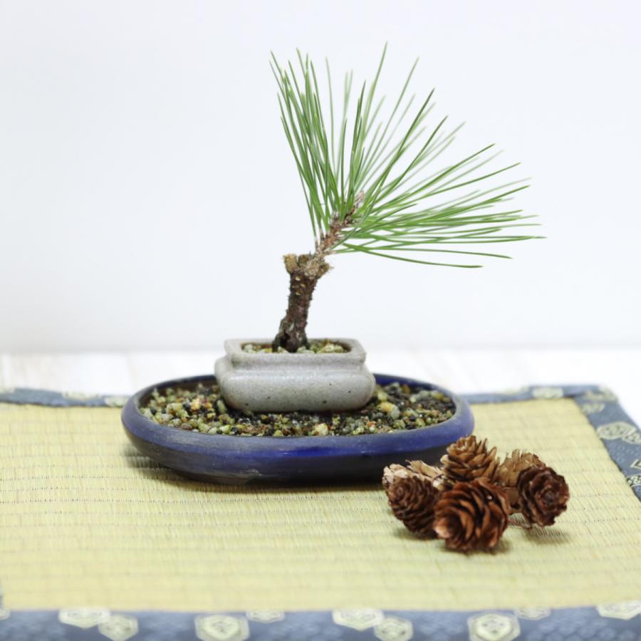錦松盆栽 小品盆栽 豆盆栽 ミニ盆栽 受け皿付き bonsai 送料無料