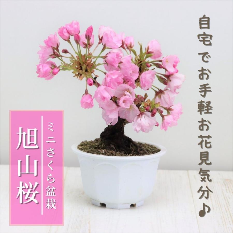 桜盆栽 旭山桜(一才桜) 小品盆栽 ミニ盆栽 bonsai さくら 桜 盆栽