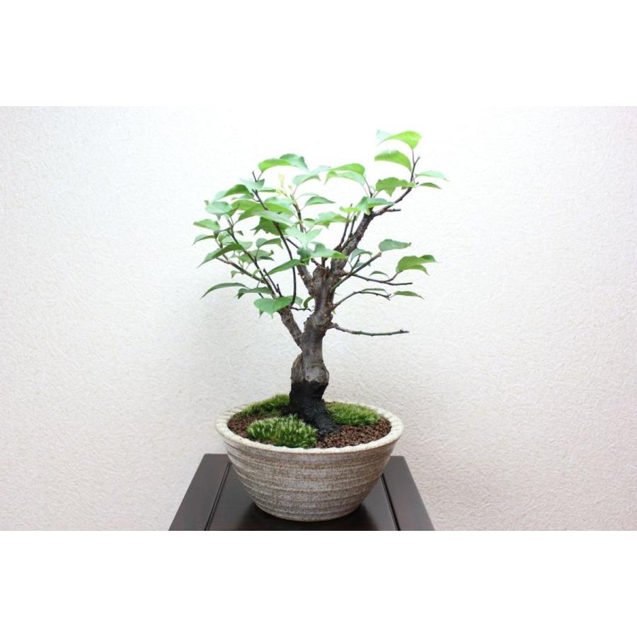 梅 野梅 : 盆栽ショップ わびさび Yahoo!店 - 通販 - Yahoo!ショッピング