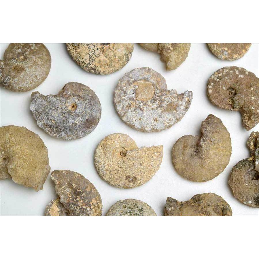 アンモナイト 化石 種類お任せ (約13g~約18g) 原石 方解石化 モロッコ