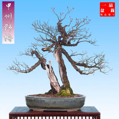 野梅 盆栽（盆栽）｜盆栽、苔玉 | 花、ガーデニング のおすすめ人気