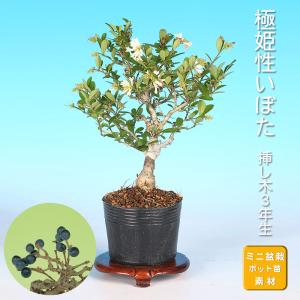 ミニ盆栽 「津山八ッ房桧」 : 盆栽彩都ヤフー店 - 通販 - Yahoo