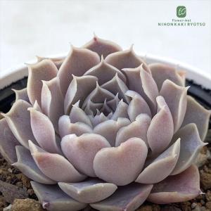 日本花キ流通 多肉植物 skエケベリア レッドこころ 多肉植物
