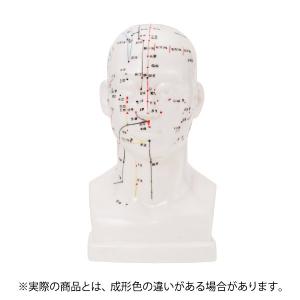 人体模型 経穴人形 7ウェルネ 頭部 鍼灸模型 中国語 20cm 鍼灸 経穴