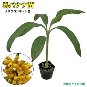 バナナの木 沖縄島バナナ ポット苗 沖縄県産熱帯果樹 予約販売4月下旬