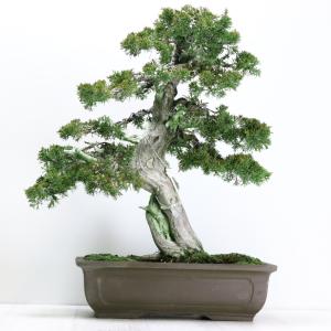 糸魚川真柏 : 盆栽ショップ わびさび Yahoo!店 - 通販 - Yahoo