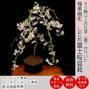 盆栽小鉢：美芸（常滑）六角鬼面足面付鉢 15.5cm*資材 : 遊恵盆栽