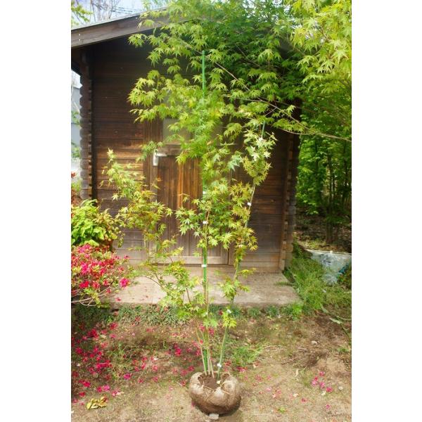 モミジ（紅葉）/イロハモミジ（伊呂波紅葉） 株立 樹高1.8m前後 露地苗