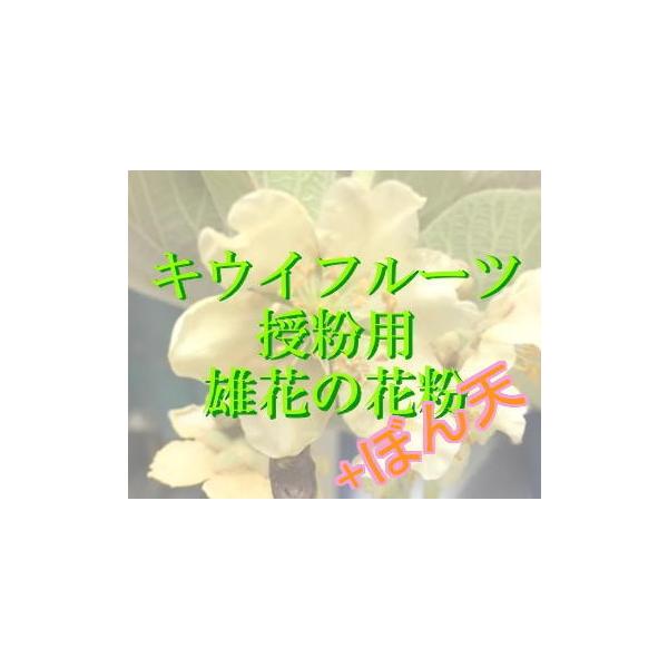 キウイ 花粉」の人気商品一覧 | 安い商品を通販サイトから探す - 価格.com