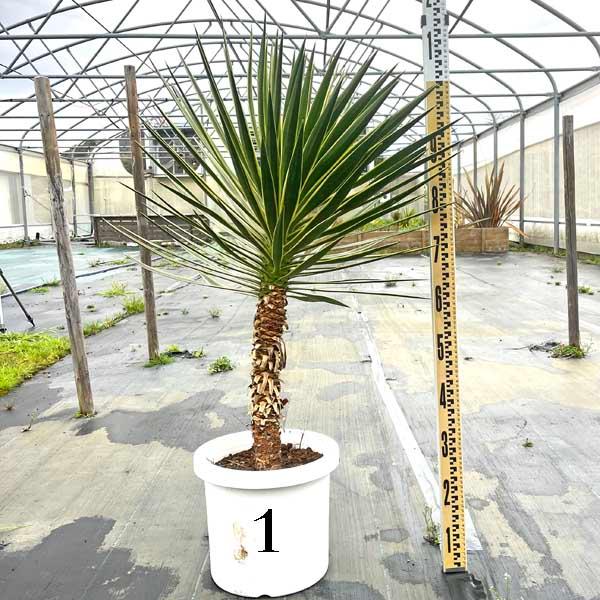 斑入り バリエガータ アロイフォリア ユッカ・アロイフォリア 観葉植物