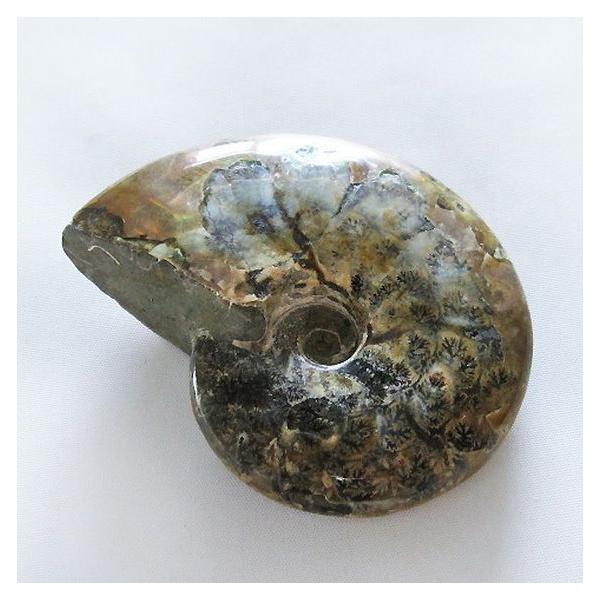 虹入り アンモナイト 化石 t485-3000 : 誠安天然石専門店 - 通販