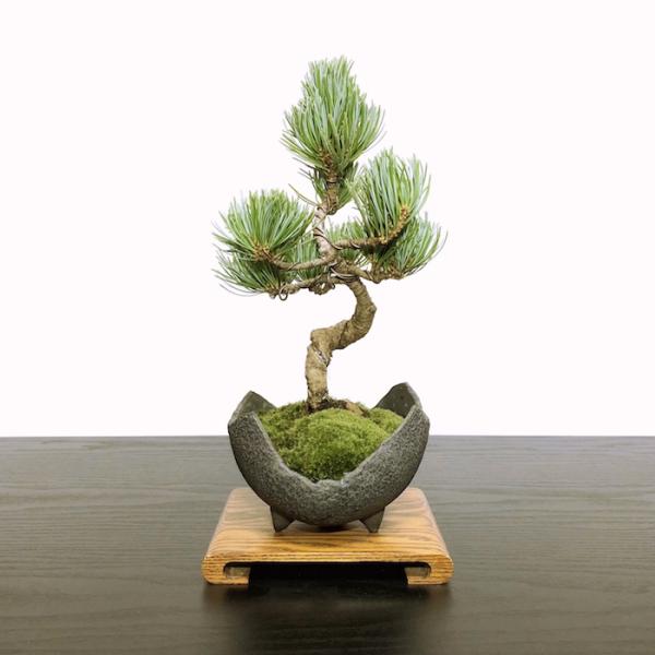 盆栽 松 樹齢7年 特選曲付き高松五葉松 室内 初心者 おしゃれ
