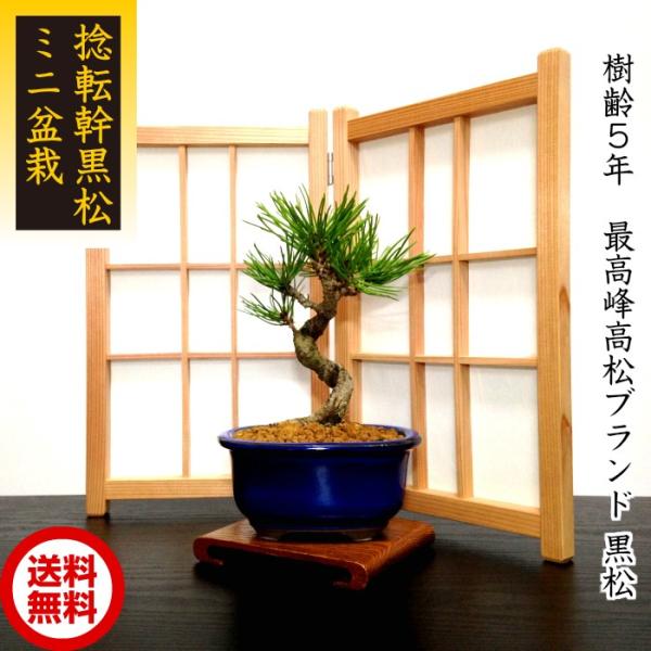 wagokorobonsai_wb0079