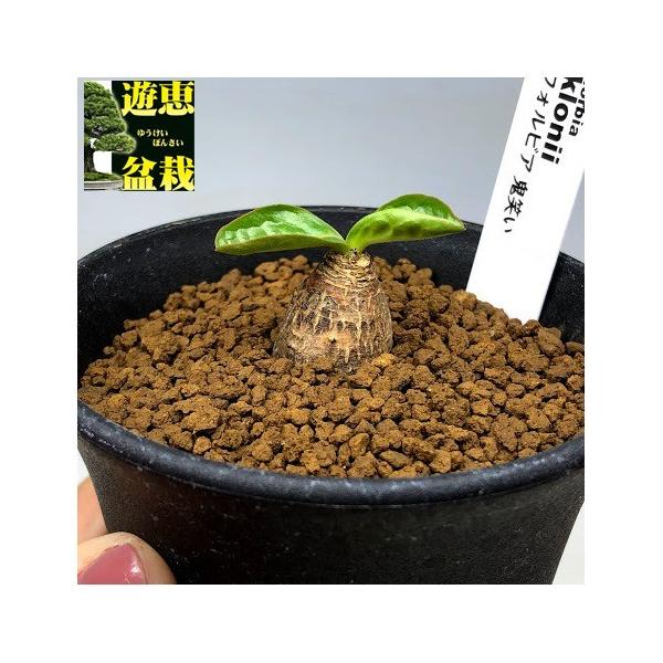 コーデックス：ユーフォルビア エクロニー 鬼笑い*塊幅1.5cm 現品